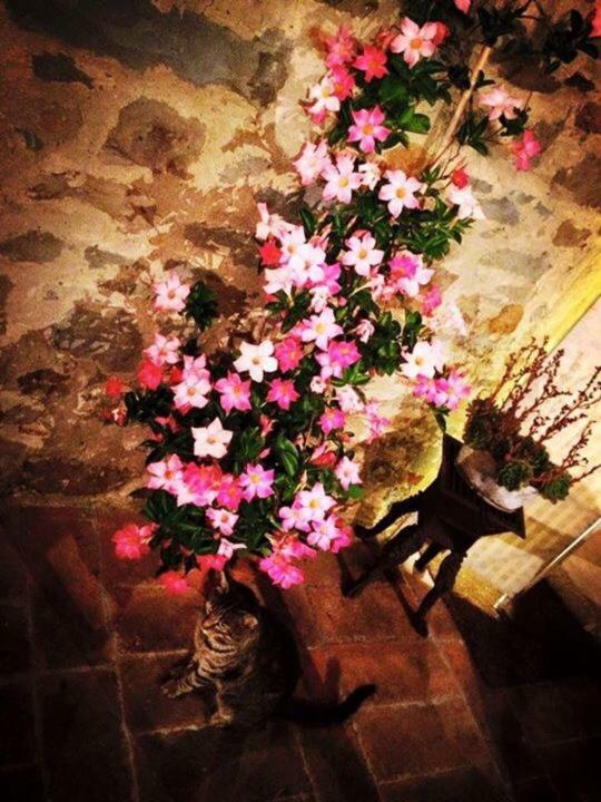 Podere La Fausta Serravalle Pistoiese Kültér fotó